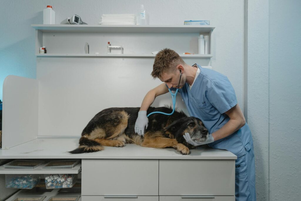 Doctor checking a dog in a pet clinic